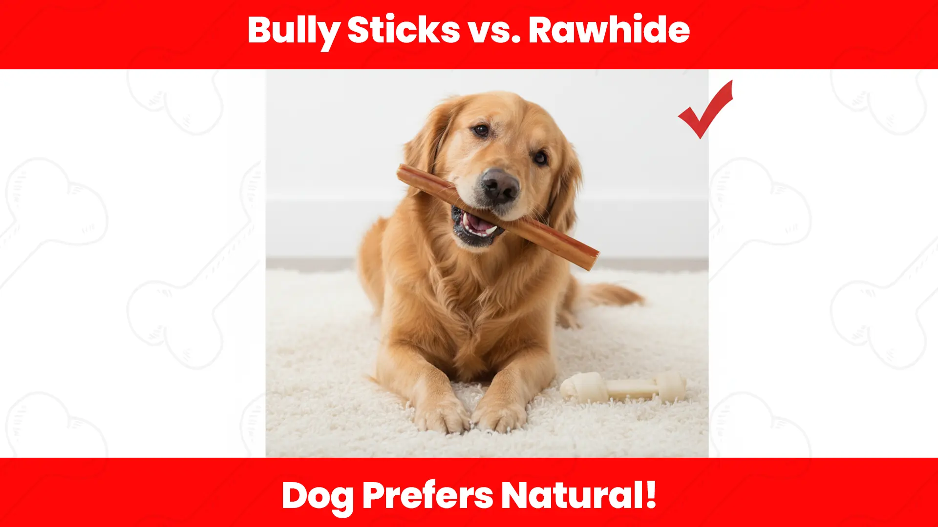 Dog enjoying a natural bully stick chew instead of rawhide